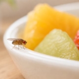 Frucht- und Essigfliege