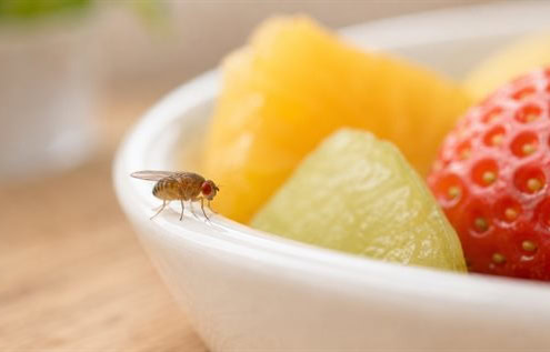 Frucht- und Essigfliege