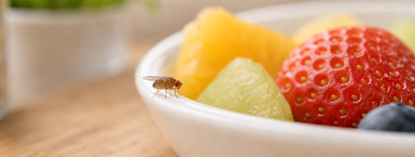 Frucht- und Essigfliege